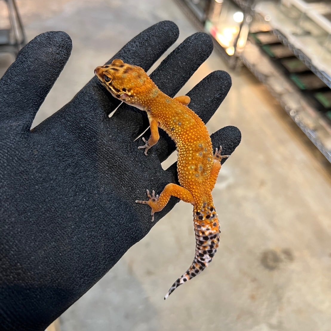 ヒョウモントカゲモドキ アフガンGT