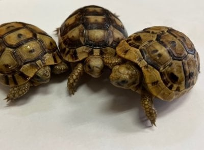 ギリシャリクガメ 
