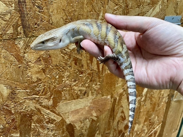 ハイポ