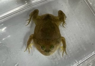バジェットガエル 