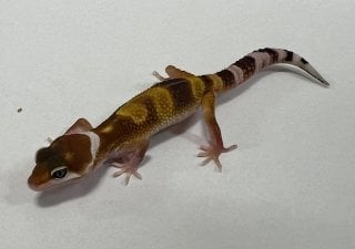 ヒョウモントカゲモドキ スーパーハイポタンジェリン