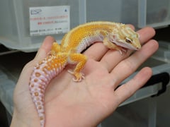 ヒョウモントカゲモドキ レイニングレッドストライプ