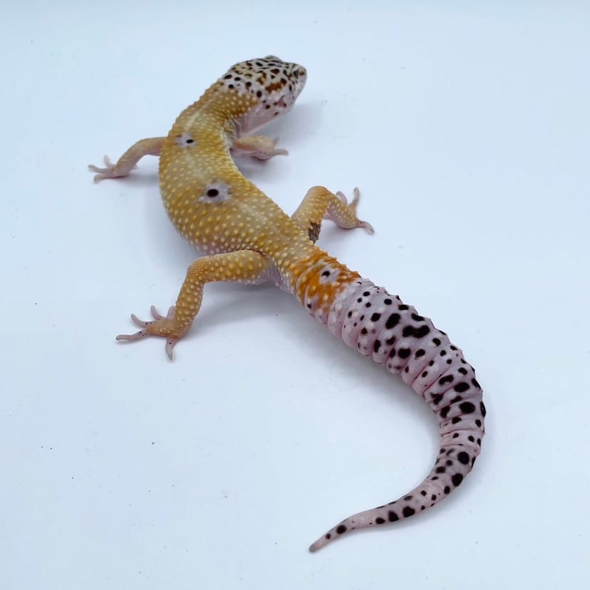 ハイイエロー