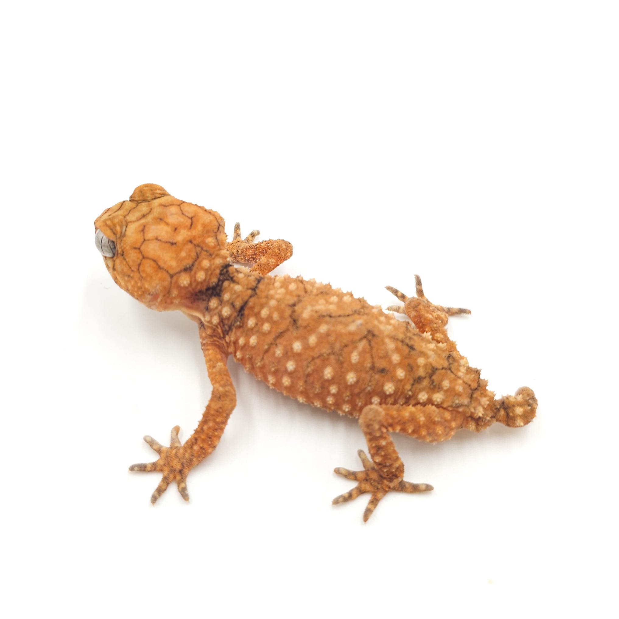 オニタマオヤモリ 