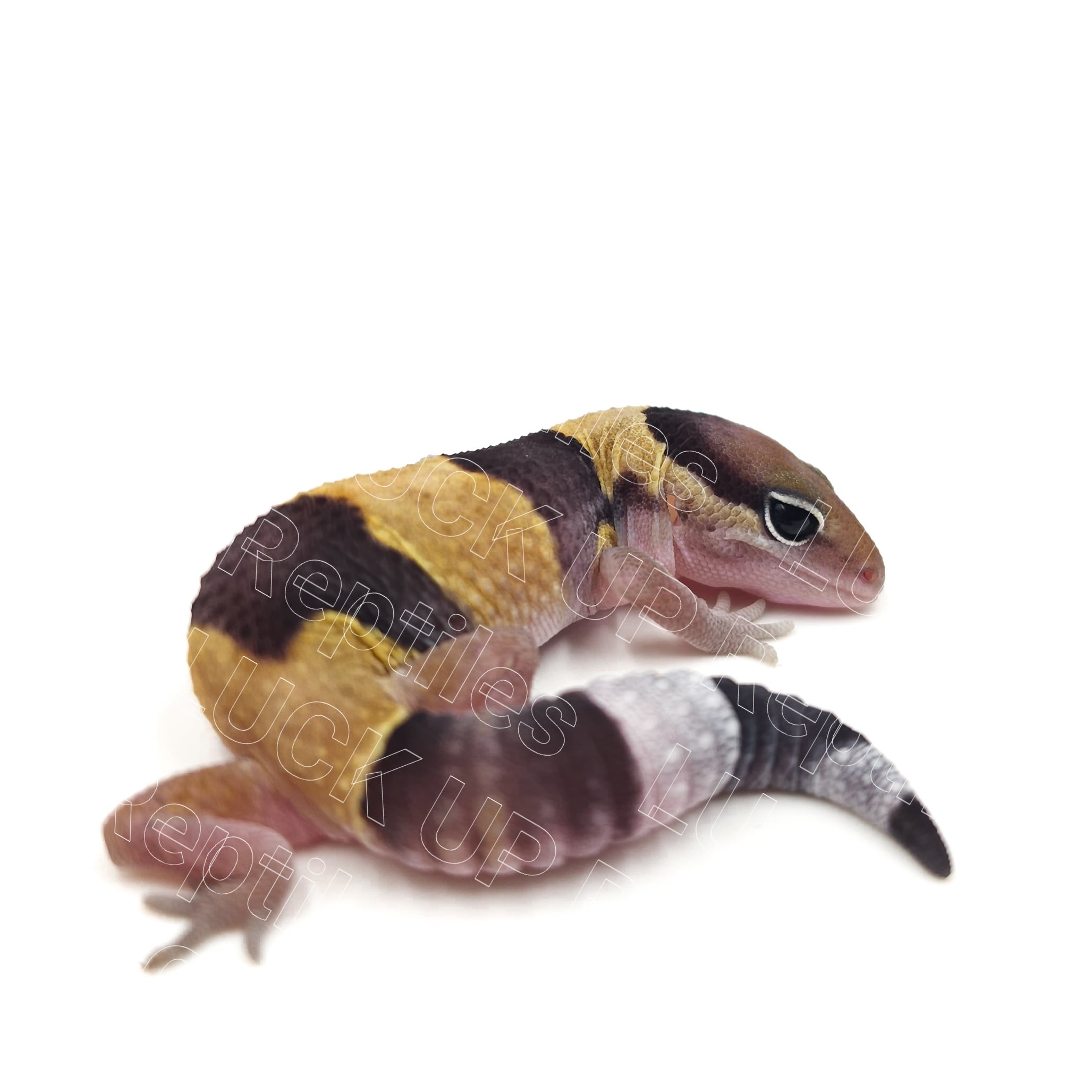 ニシアフリカトカゲモドキ ノーマルhetオレオ