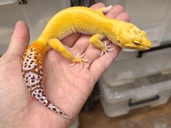 ヒョウモントカゲモドキ オーロラ