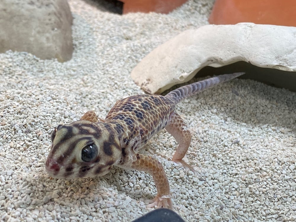 スキンクヤモリ 