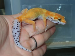 ヒョウモントカゲモドキ サイクスエメリンエニグマ