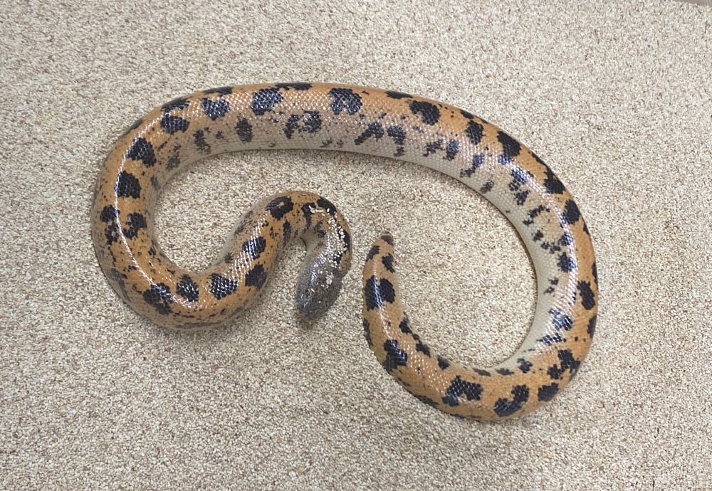 ミューラーサンドボア 