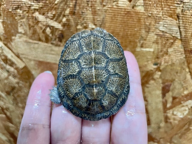 トゥルカナハコヨコクビガメ 