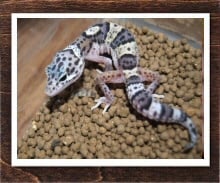ヒョウモントカゲモドキ スノーエクリプス