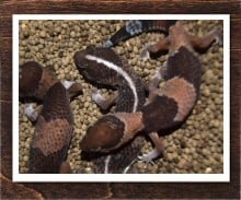 ニシアフリカトカゲモドキ 