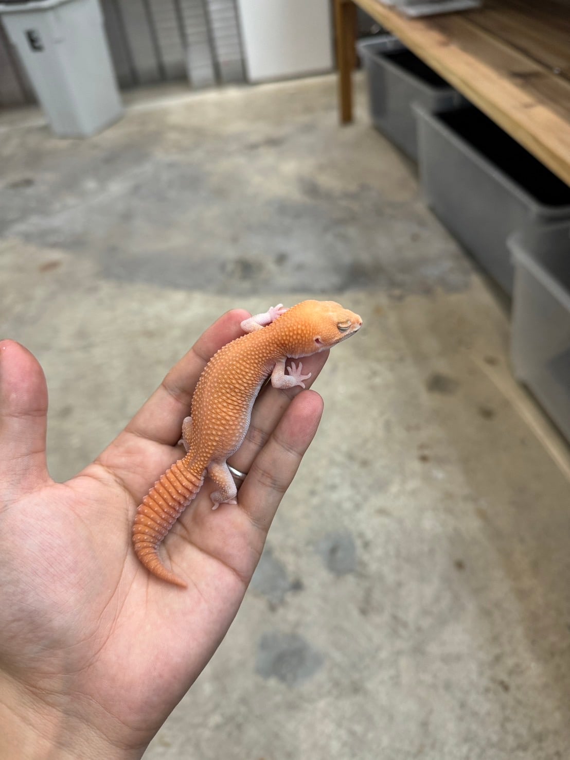 ニシアフリカトカゲモドキ アメルパティhetキャラメル