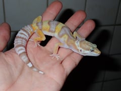 ヒョウモントカゲモドキ ゴジラジャイアントトレンパーアルビノ