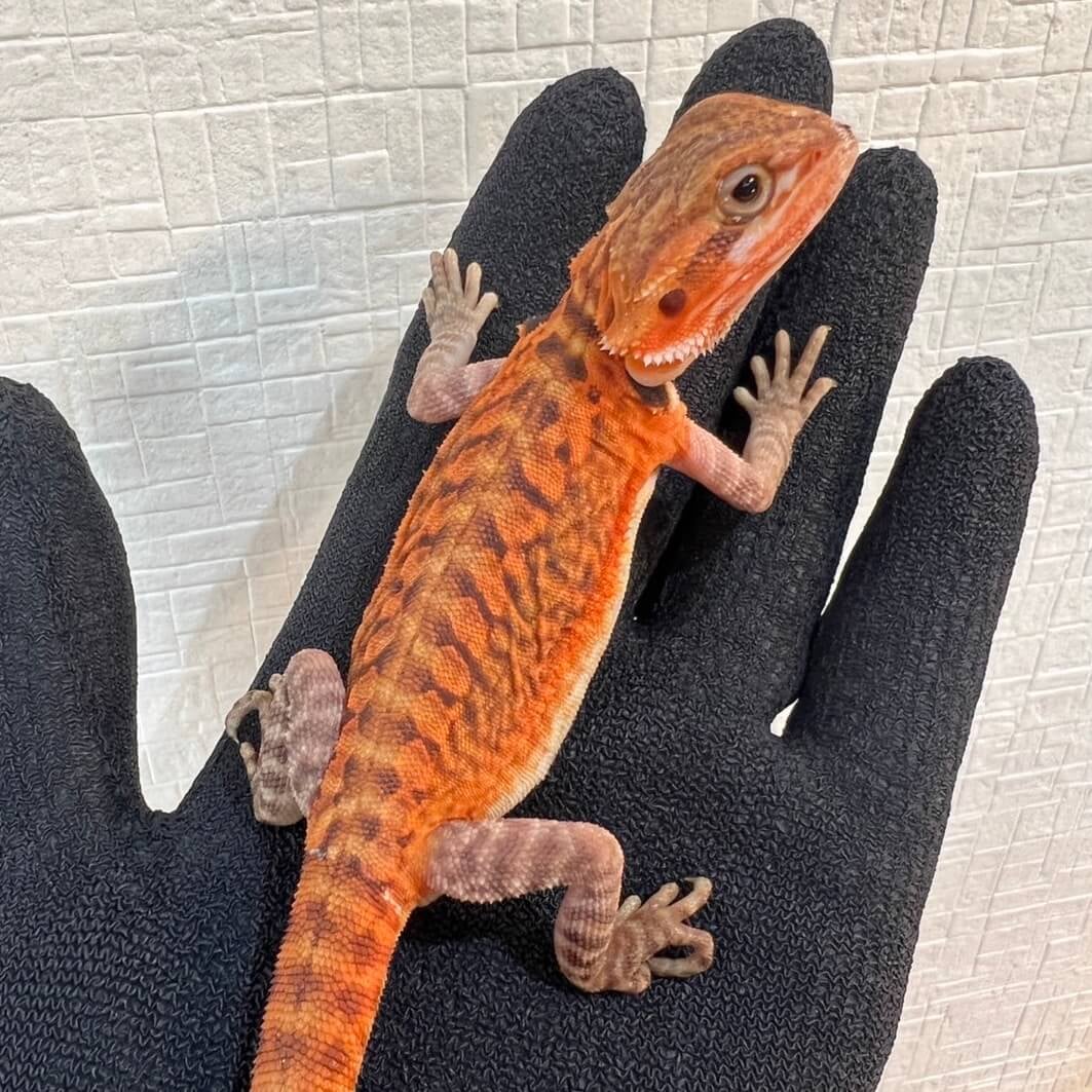フトアゴヒゲトカゲ スーパーレッドトランス