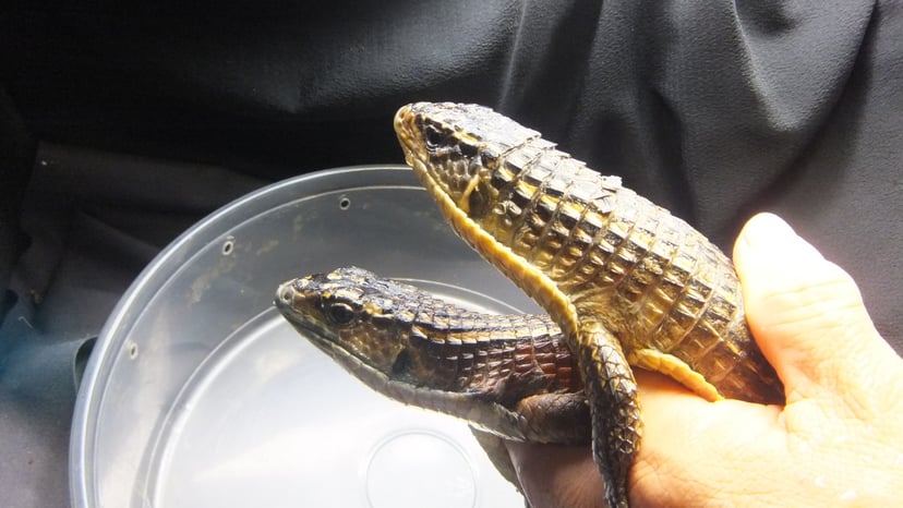 プレートトカゲ
