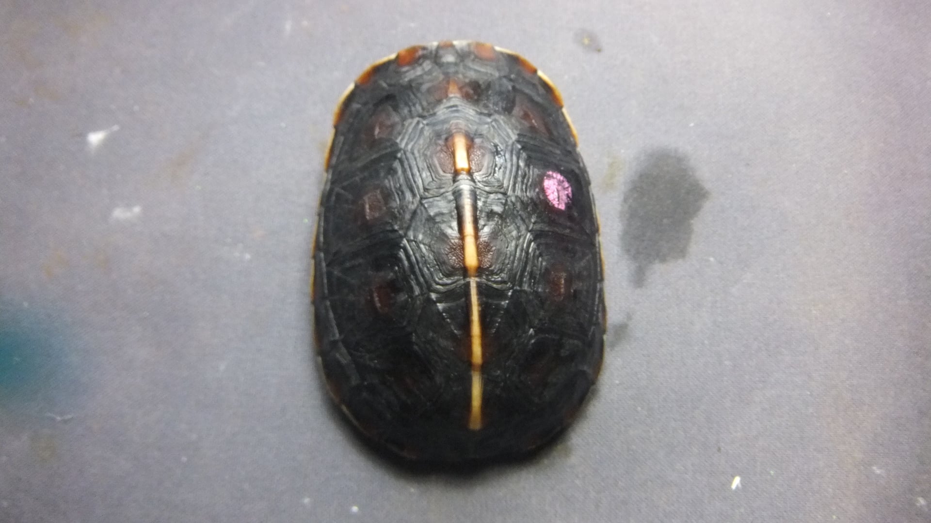 セマルハコガメ 