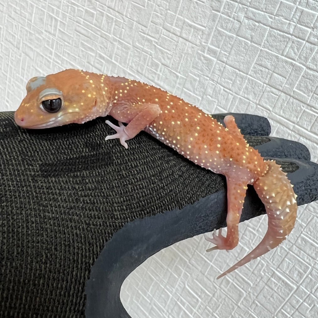 アンダーウッディサウルスミリィ t+アルビノ