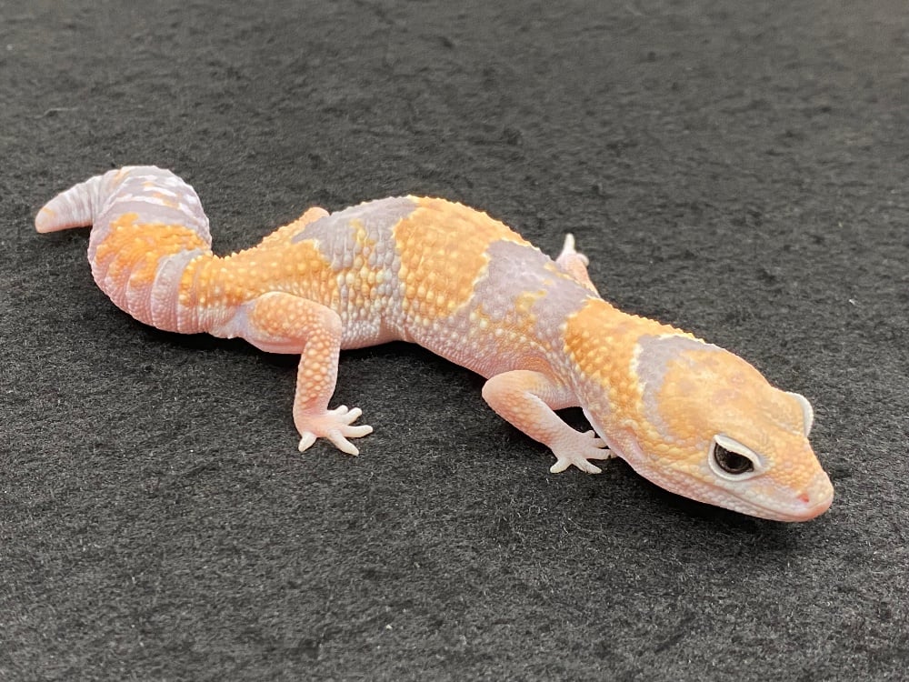 ニシアフリカトカゲモドキ 