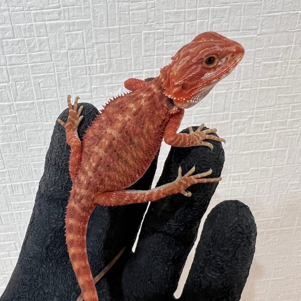 フトアゴヒゲトカゲ ダークレッド