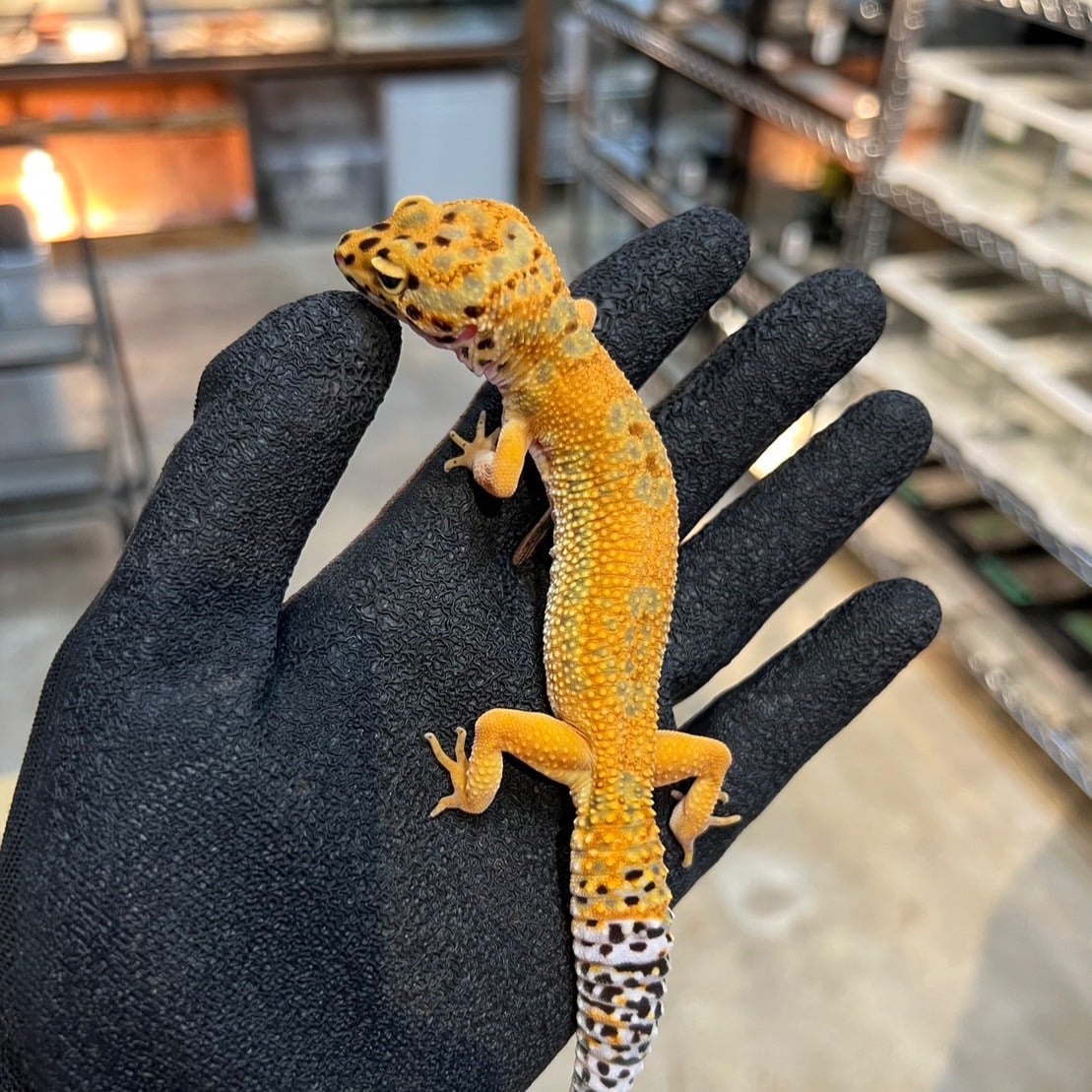 ヒョウモントカゲモドキ エメリン