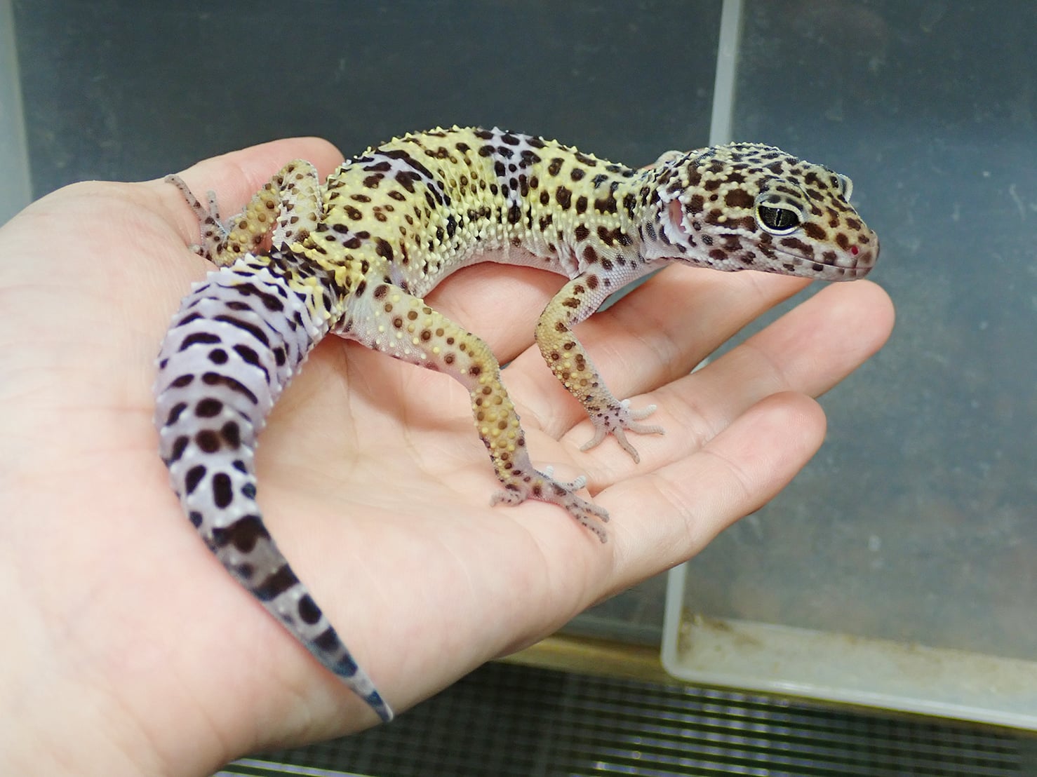 ヒョウモントカゲモドキ ワイルドブラッドライン・ファスキオラータス