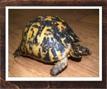 ギリシャリクガメ 