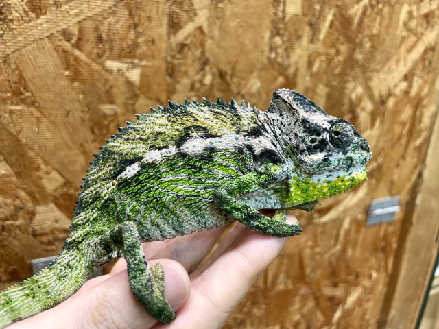 カメレオン