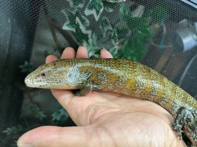 アオジタトカゲ 