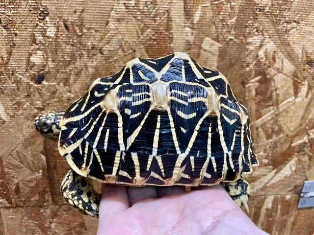 インドホシガメ 