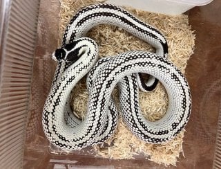 カリフォルニアキングスネーク ハイホワイト