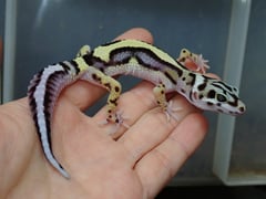 ヒョウモントカゲモドキ バンディット