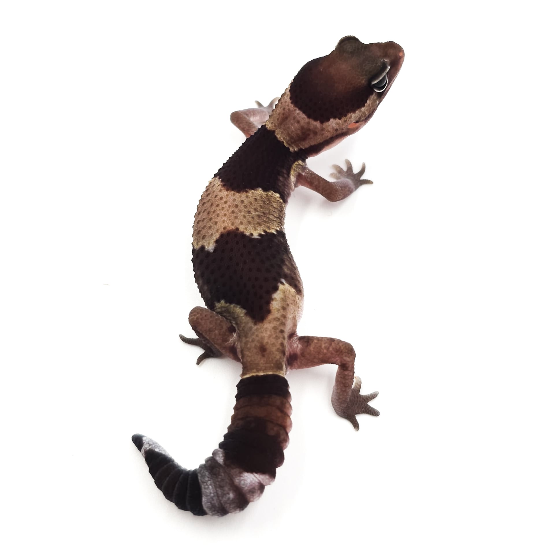 ニシアフリカトカゲモドキ ノーマル