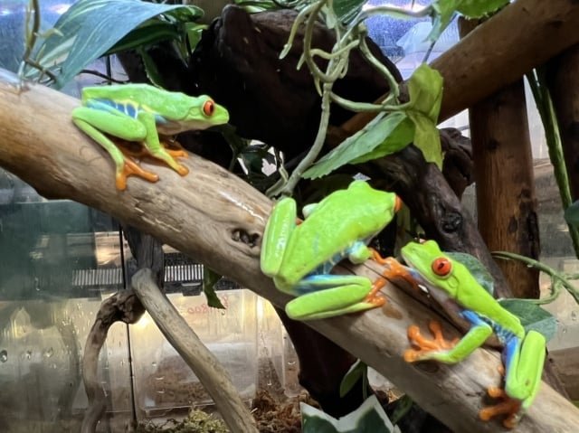 アマガエル 