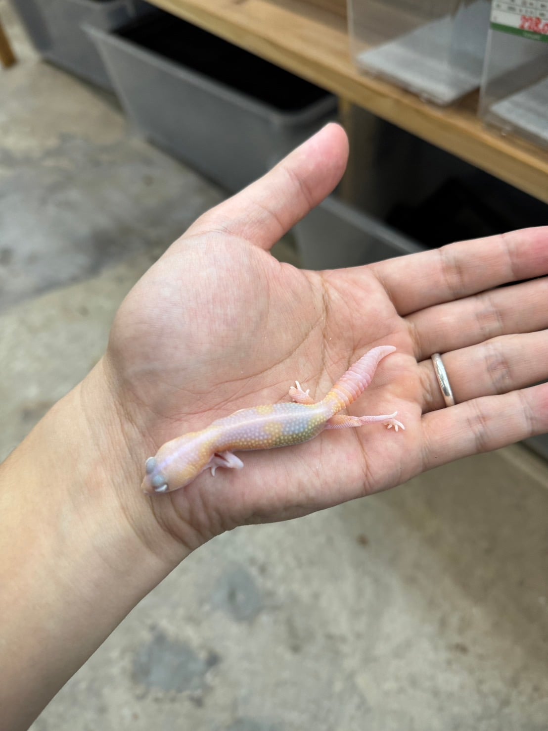 ニシアフリカトカゲモドキ ラキビノズールーhetオレオ