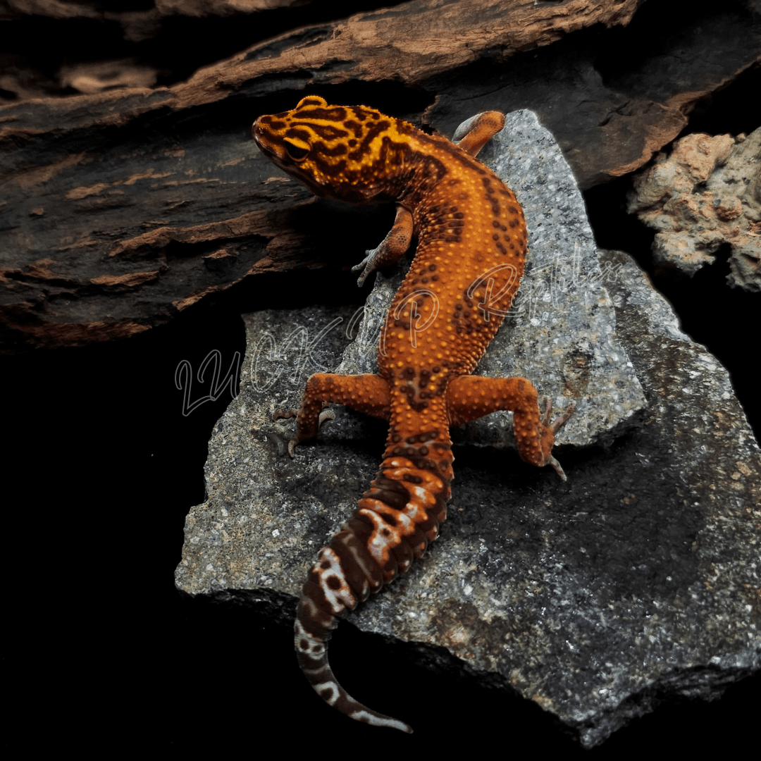 ヒョウモントカゲモドキ スーパートレンパーアルビノ