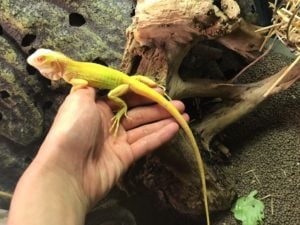 アルビノ