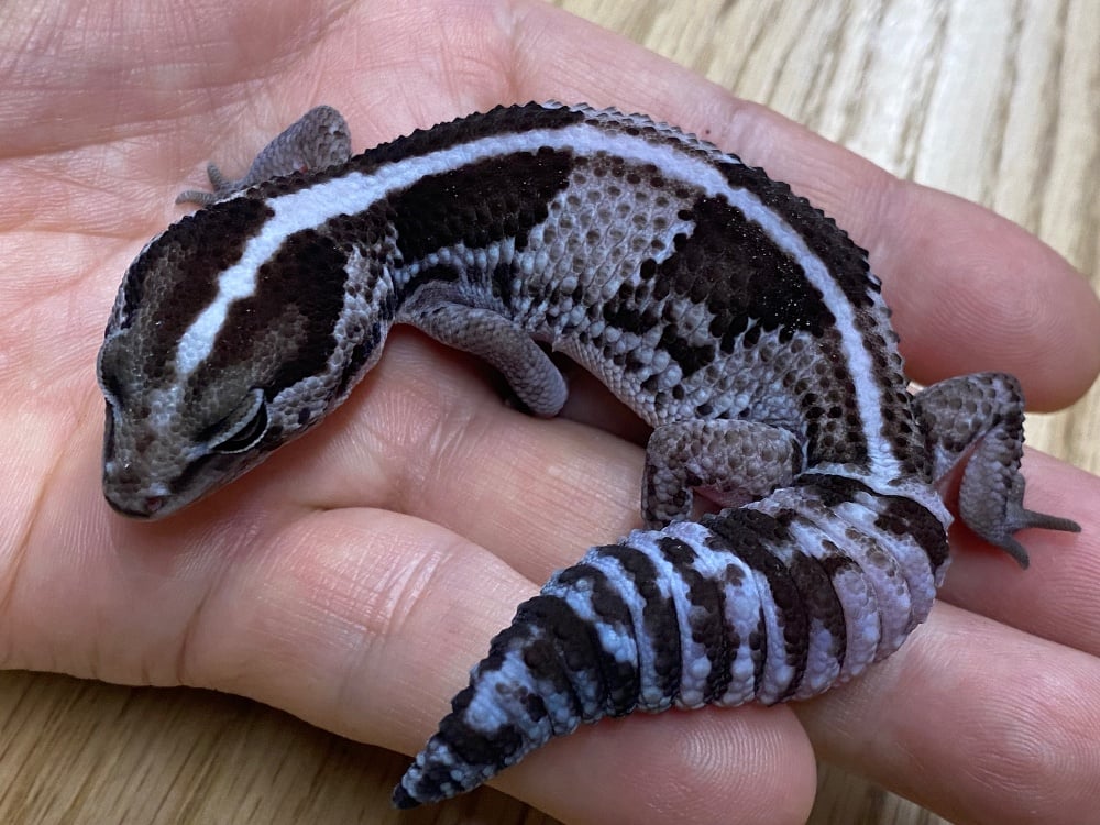 ニシアフリカトカゲモドキ オレオhetゴーストパターンレス