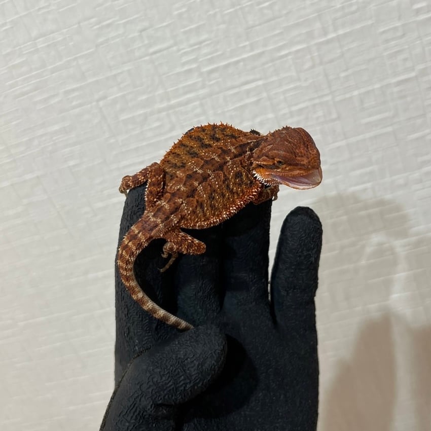 フトアゴヒゲトカゲ ダークレッド