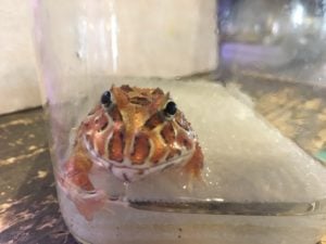 ツノガエル ブラウン