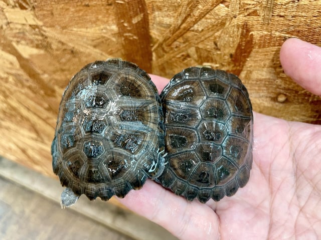 ノコヘリハコヨコクビガメ 