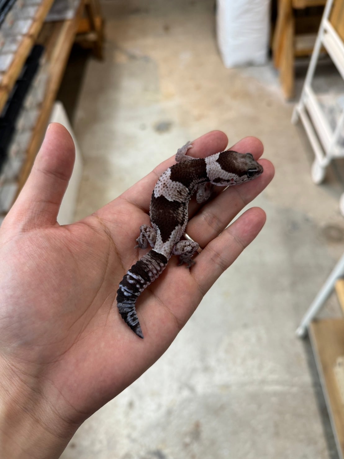 ニシアフリカトカゲモドキ オレオhetゴーストズールー