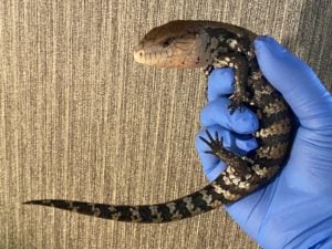 アオジタトカゲ 