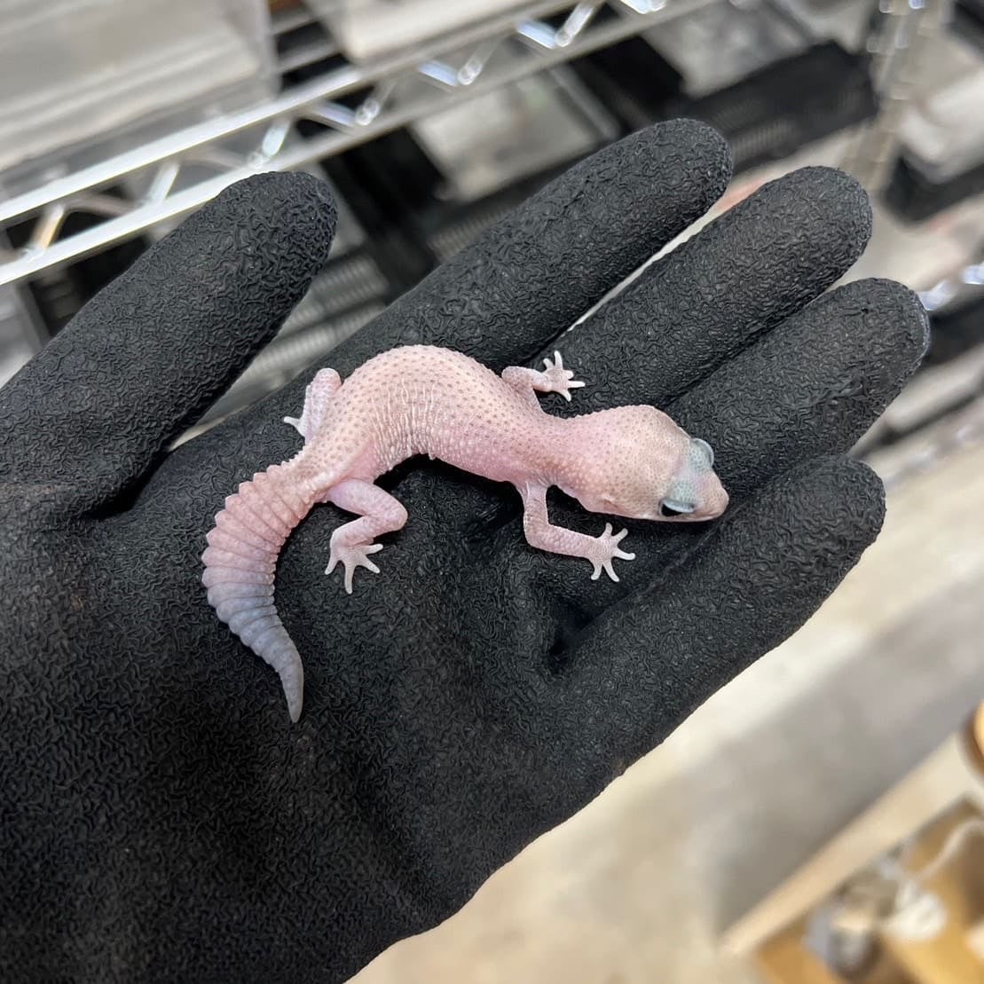 ニシアフリカトカゲモドキ オレオパティ