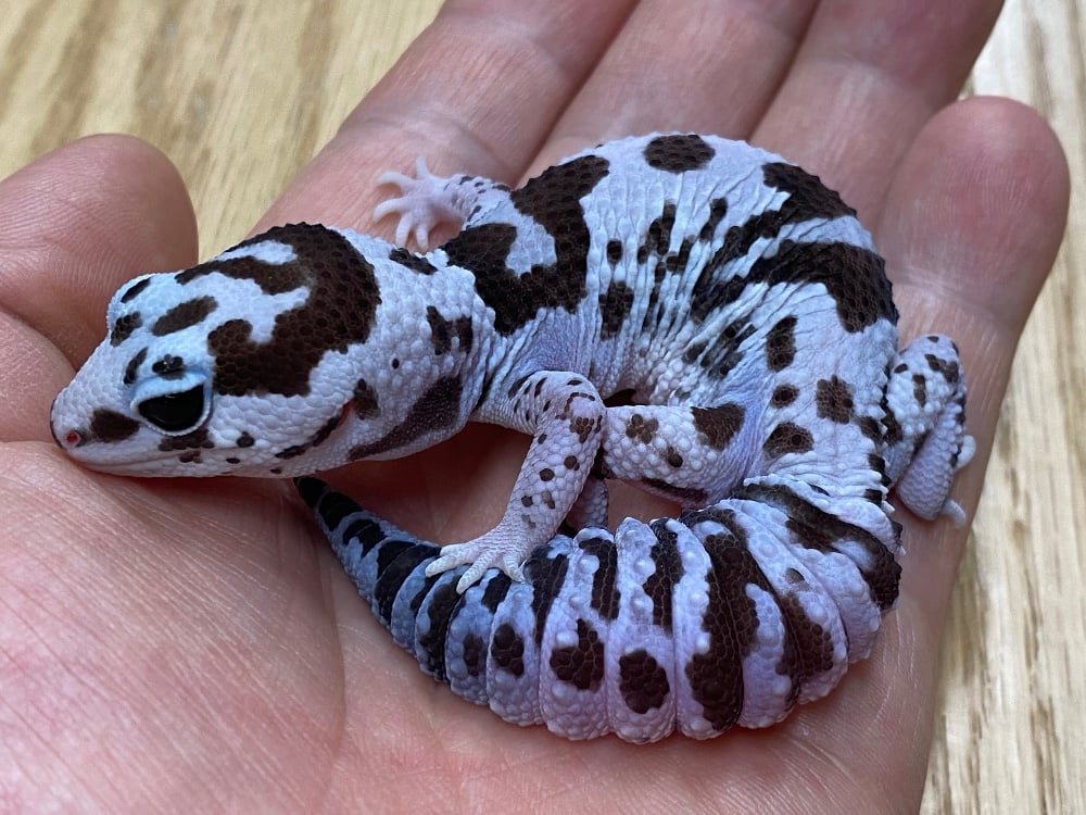 ニシアフリカトカゲモドキ 
