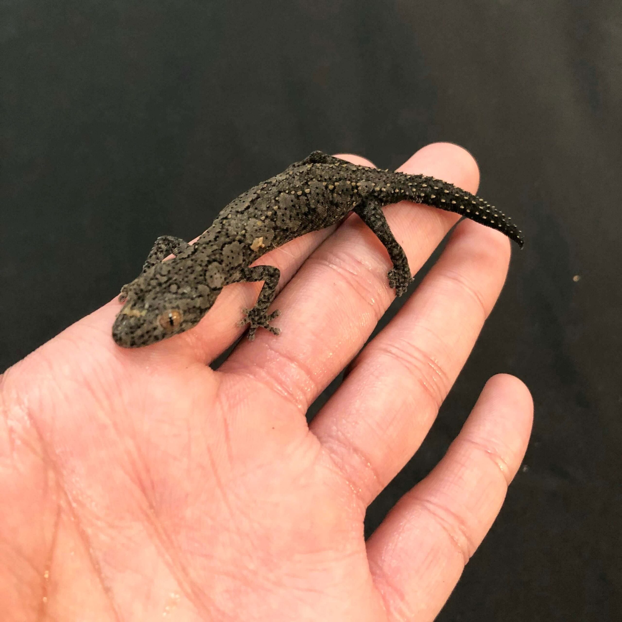 ウィリアムスイシヤモリ 