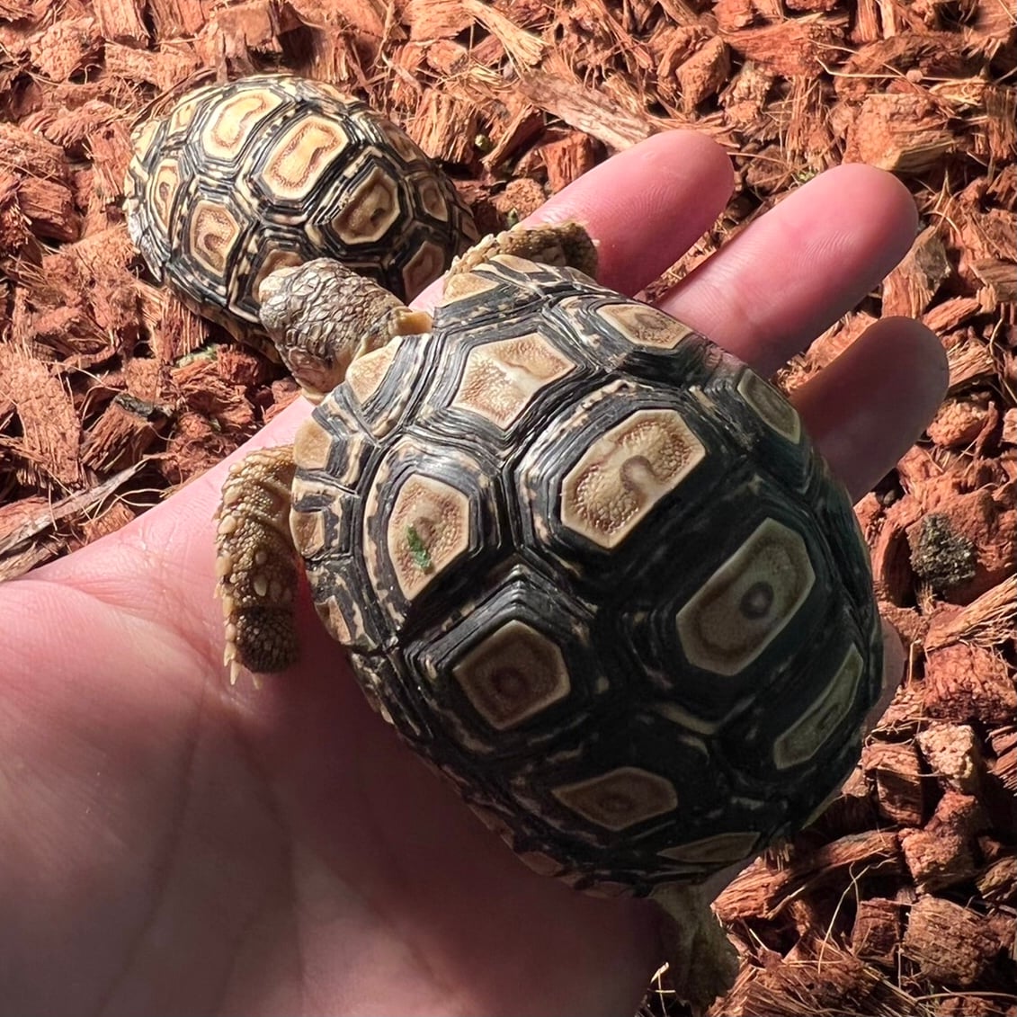 ヒョウモンリクガメ 