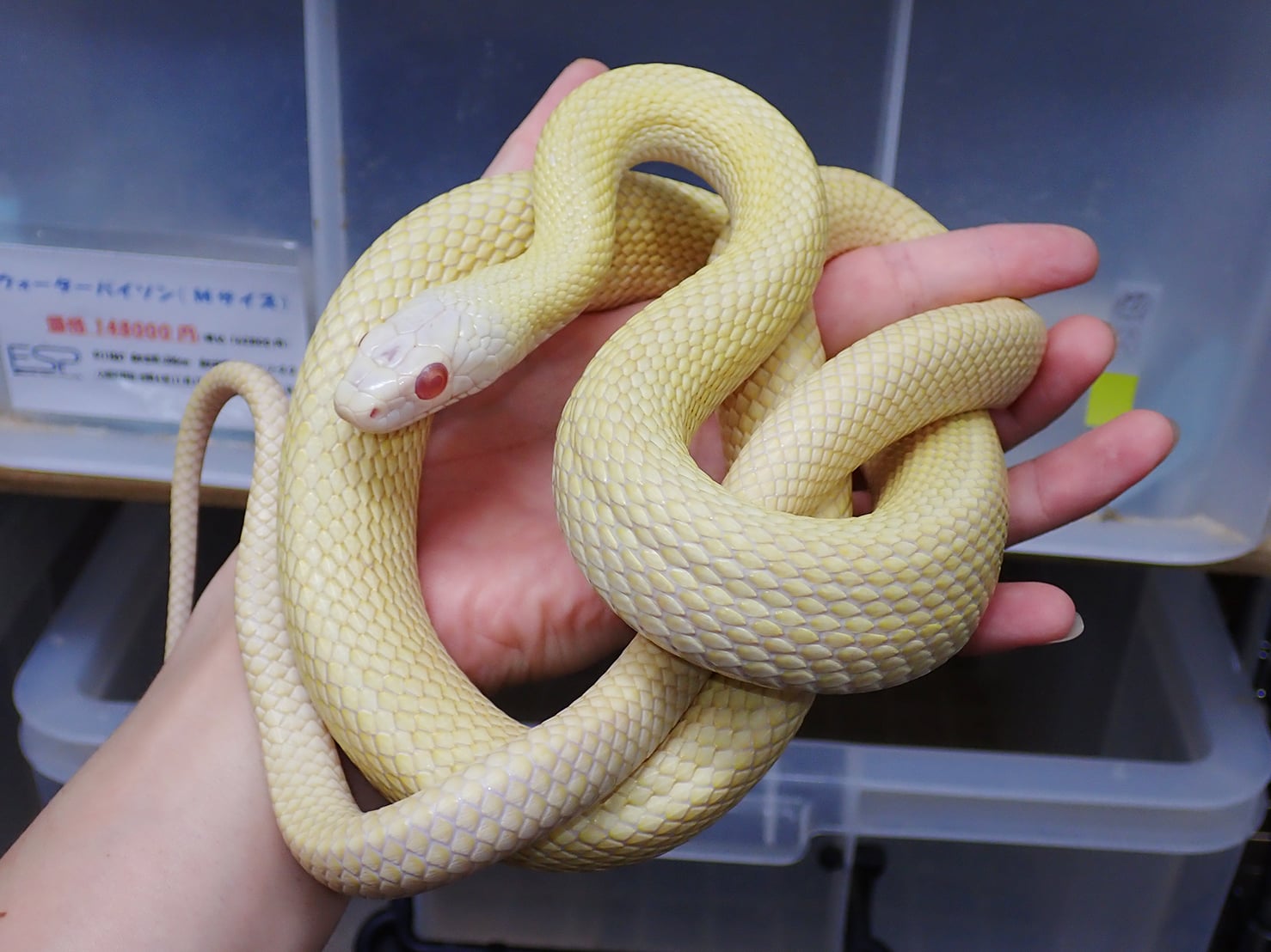アオダイショウ アルビノパターンレス