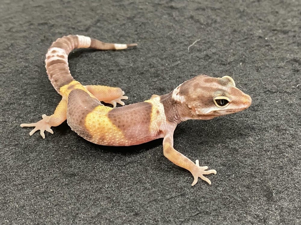 サトプラトカゲモドキ 