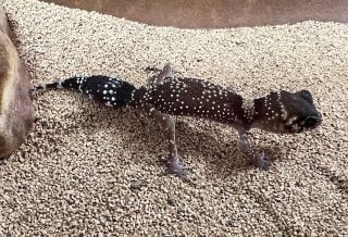 アンダーウッディサウルスミリィ